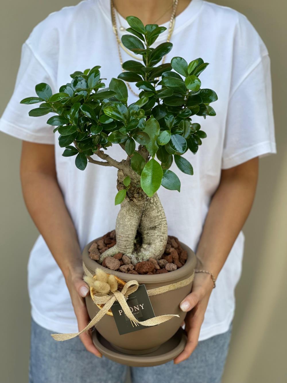 Ficus Microcarpa Bonsai